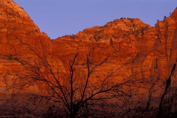 UT, Zion NP Silhouette of barren tree at sunset